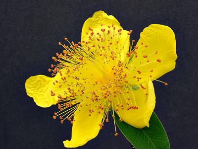 Hypericum calycinum